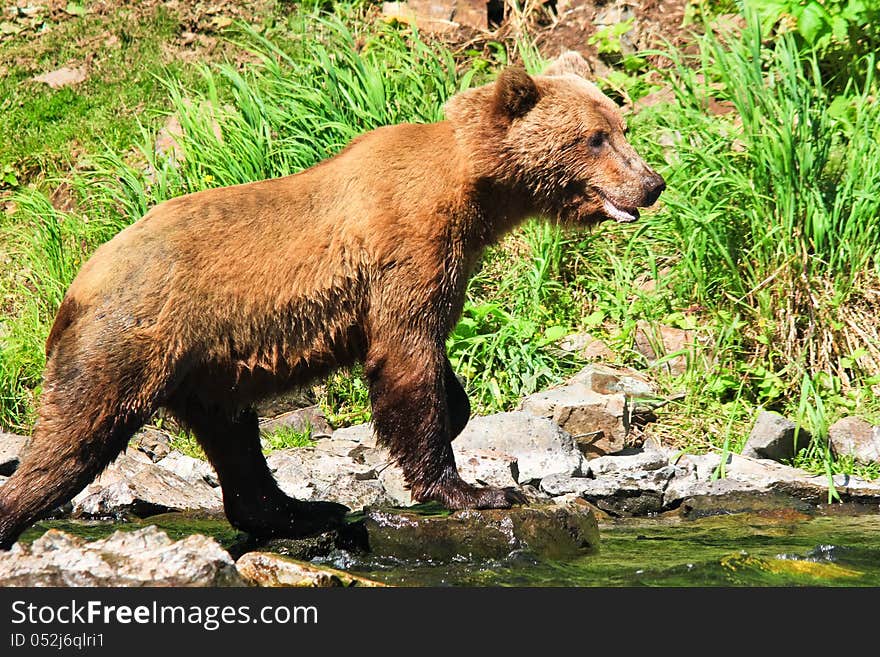 A female coastal brown bear looks intently from the edge of shore looking for pre spawn Sockeye salmon where the waters of Wolverine Creek empty into Big River Lake, on the west side of the Cook Inlet near Lake Clark National Park. These bears spend weeks grazing on the fresh grasses in late spring and early summer, before the coastal salmon runs start. These coastal dwelling bears are very similar to grizzly bears, which live 100 or more miles inland, but they get much bigger due to plenty of food sources such as grasses and salmon. Lake Clark National Park is one of the largest areas in the world where Brown Grizzly bears are protected from hunting. While Wolverine Creek is located outside the park, there are many bears in the area which concentrate around Wolverine Creek when the salmon start to spawn. This popular summer tourism destination allows the few visitors lucky enough to take excursions from Kenai and Soldotna on the Kenai Peninsula to visit Wolverine Creek to see not just one but many of these magnificent creatures, one of the largest land predators in the world, often while fishing for salmon themselves. A female coastal brown bear looks intently from the edge of shore looking for pre spawn Sockeye salmon where the waters of Wolverine Creek empty into Big River Lake, on the west side of the Cook Inlet near Lake Clark National Park. These bears spend weeks grazing on the fresh grasses in late spring and early summer, before the coastal salmon runs start. These coastal dwelling bears are very similar to grizzly bears, which live 100 or more miles inland, but they get much bigger due to plenty of food sources such as grasses and salmon. Lake Clark National Park is one of the largest areas in the world where Brown Grizzly bears are protected from hunting. While Wolverine Creek is located outside the park, there are many bears in the area which concentrate around Wolverine Creek when the salmon start to spawn. This popular summer tourism destination allows the few visitors lucky enough to take excursions from Kenai and Soldotna on the Kenai Peninsula to visit Wolverine Creek to see not just one but many of these magnificent creatures, one of the largest land predators in the world, often while fishing for salmon themselves.