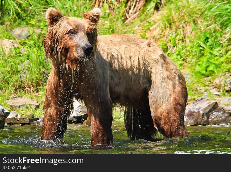 A healthy, curious female coastal brown bear is all wet and dripping water after diving in the water in an unsuccessful attempt to catch pre spawn Sockeye salmon where the waters of Wolverine Creek empty into Big River Lake, on the west side of the Cook Inlet near Lake Clark National Park. These bears spend weeks grazing on the fresh grasses in late spring and early summer, before the coastal salmon runs start. These coastal dwelling bears are very similar to grizzly bears, which live 100 or more miles inland, but they get much bigger due to plenty of food sources such as grasses and salmon. Lake Clark National Park is one of the largest areas in the world where Brown Grizzly bears are protected from hunting. While Wolverine Creek is located outside the park, there are many bears in the area which concentrate around Wolverine Creek when the salmon start to spawn. This popular summer tourism destination allows the few visitors lucky enough to take excursions from Kenai and Soldotna on the Kenai Peninsula to visit Wolverine Creek to see not just one but many of these magnificent creatures, one of the largest land predators in the world, often while fishing for salmon themselves. A healthy, curious female coastal brown bear is all wet and dripping water after diving in the water in an unsuccessful attempt to catch pre spawn Sockeye salmon where the waters of Wolverine Creek empty into Big River Lake, on the west side of the Cook Inlet near Lake Clark National Park. These bears spend weeks grazing on the fresh grasses in late spring and early summer, before the coastal salmon runs start. These coastal dwelling bears are very similar to grizzly bears, which live 100 or more miles inland, but they get much bigger due to plenty of food sources such as grasses and salmon. Lake Clark National Park is one of the largest areas in the world where Brown Grizzly bears are protected from hunting. While Wolverine Creek is located outside the park, there are many bears in the area which concentrate around Wolverine Creek when the salmon start to spawn. This popular summer tourism destination allows the few visitors lucky enough to take excursions from Kenai and Soldotna on the Kenai Peninsula to visit Wolverine Creek to see not just one but many of these magnificent creatures, one of the largest land predators in the world, often while fishing for salmon themselves.