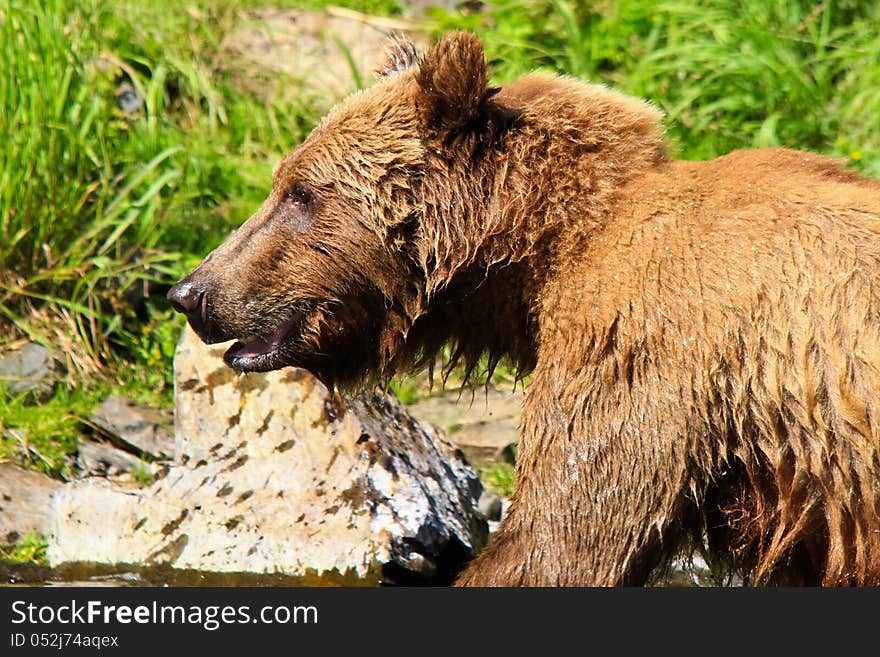 A close up head shot portrait of a healthy, curious female coastal brown bear is all wet after an unsuccessful attempt to catch pre spawn Sockeye salmon where the waters of Wolverine Creek empty into Big River Lake, on the west side of the Cook Inlet near Lake Clark National Park. These bears spend weeks grazing on the fresh grasses in late spring and early summer, before the coastal salmon runs start. These coastal dwelling bears are very similar to grizzly bears, which live 100 or more miles inland, but they get much bigger due to plenty of food sources such as grasses and salmon. Lake Clark National Park is one of the largest areas in the world where Brown Grizzly bears are protected from hunting. While Wolverine Creek is located outside the park, there are many bears in the area which concentrate around Wolverine Creek when the salmon start to spawn. This popular summer tourism destination allows the few visitors lucky enough to take excursions from Kenai and Soldotna on the Kenai Peninsula to visit Wolverine Creek to see not just one but many of these magnificent creatures, one of the largest land predators in the world, often while fishing for salmon themselves. A close up head shot portrait of a healthy, curious female coastal brown bear is all wet after an unsuccessful attempt to catch pre spawn Sockeye salmon where the waters of Wolverine Creek empty into Big River Lake, on the west side of the Cook Inlet near Lake Clark National Park. These bears spend weeks grazing on the fresh grasses in late spring and early summer, before the coastal salmon runs start. These coastal dwelling bears are very similar to grizzly bears, which live 100 or more miles inland, but they get much bigger due to plenty of food sources such as grasses and salmon. Lake Clark National Park is one of the largest areas in the world where Brown Grizzly bears are protected from hunting. While Wolverine Creek is located outside the park, there are many bears in the area which concentrate around Wolverine Creek when the salmon start to spawn. This popular summer tourism destination allows the few visitors lucky enough to take excursions from Kenai and Soldotna on the Kenai Peninsula to visit Wolverine Creek to see not just one but many of these magnificent creatures, one of the largest land predators in the world, often while fishing for salmon themselves.