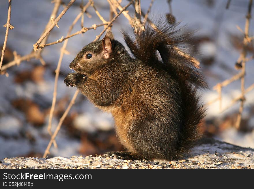 Squirrel at Winter