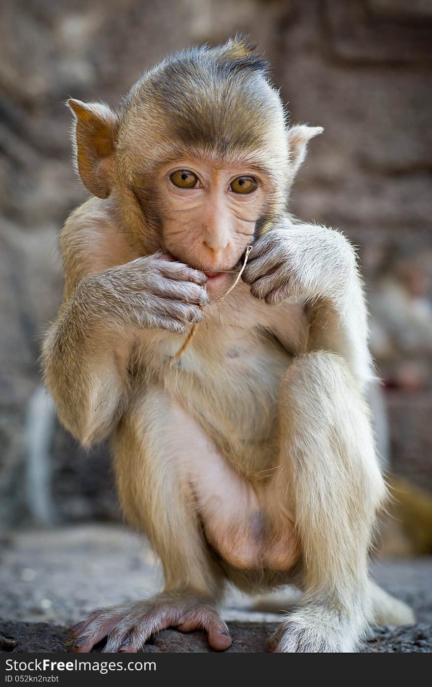 Sitting monkey.