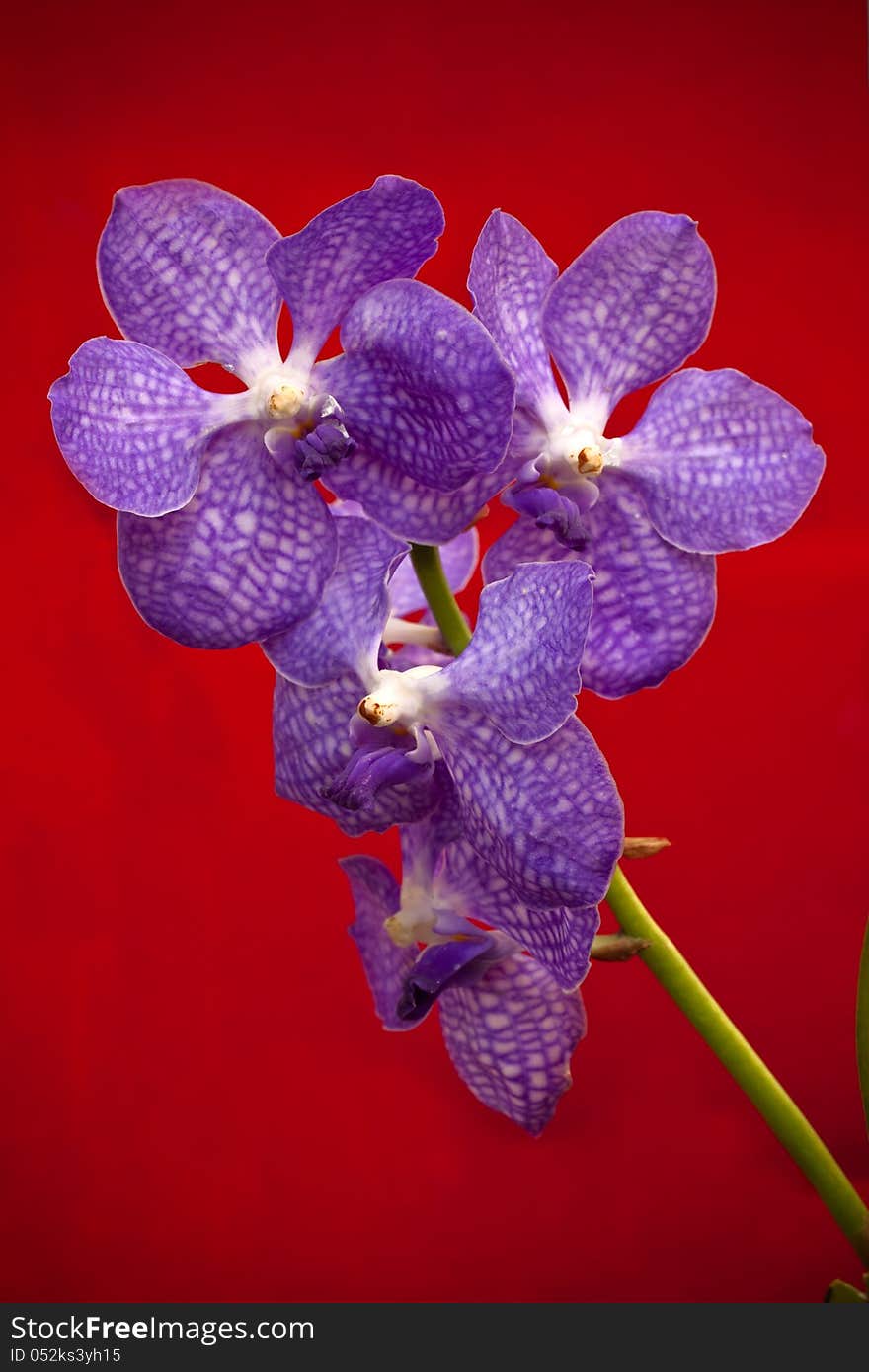 Violet orchid