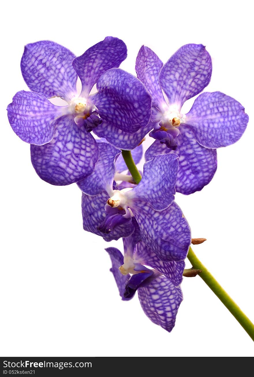 Violet orchid