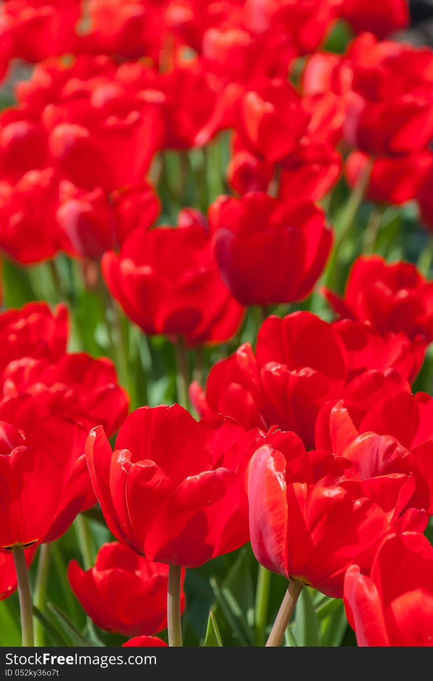 Beautiful red tulips in garden, sunny day, selective focus