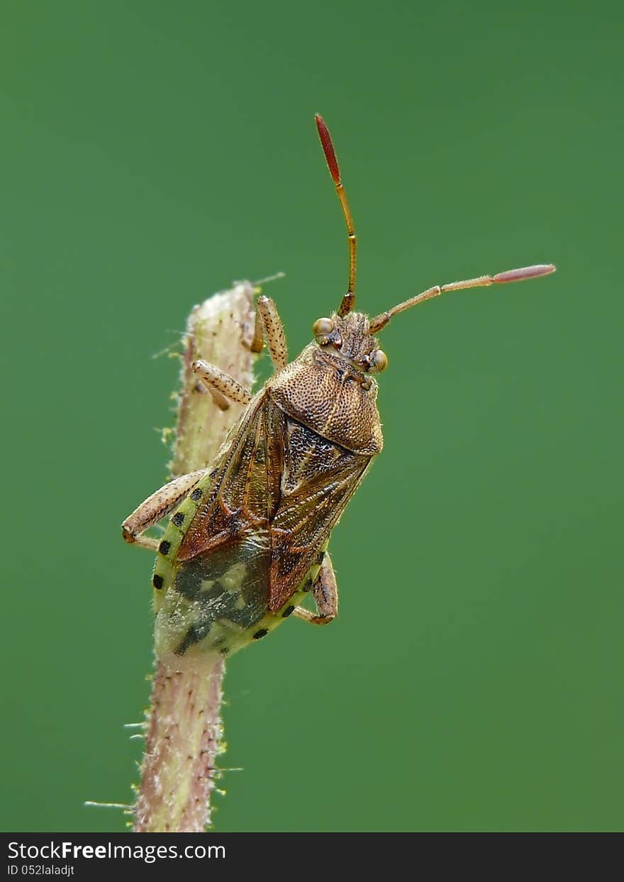 Scentless plant bug (Stictopleurus abutilon) on grass.