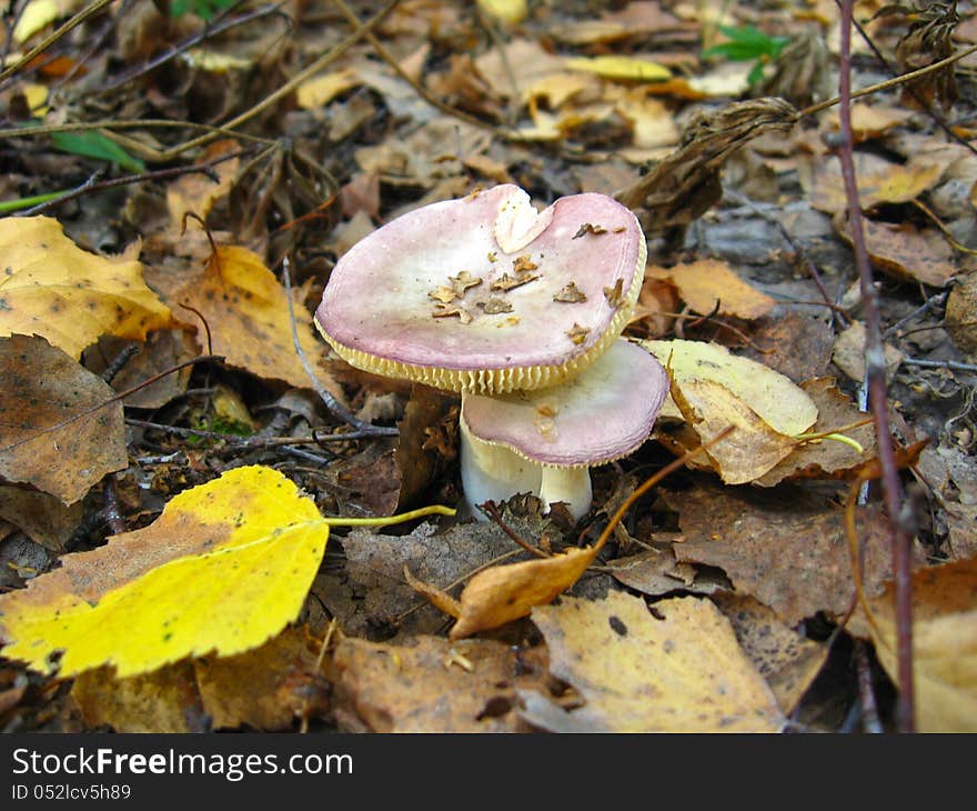 Nice mushrooms in the autumn leaves