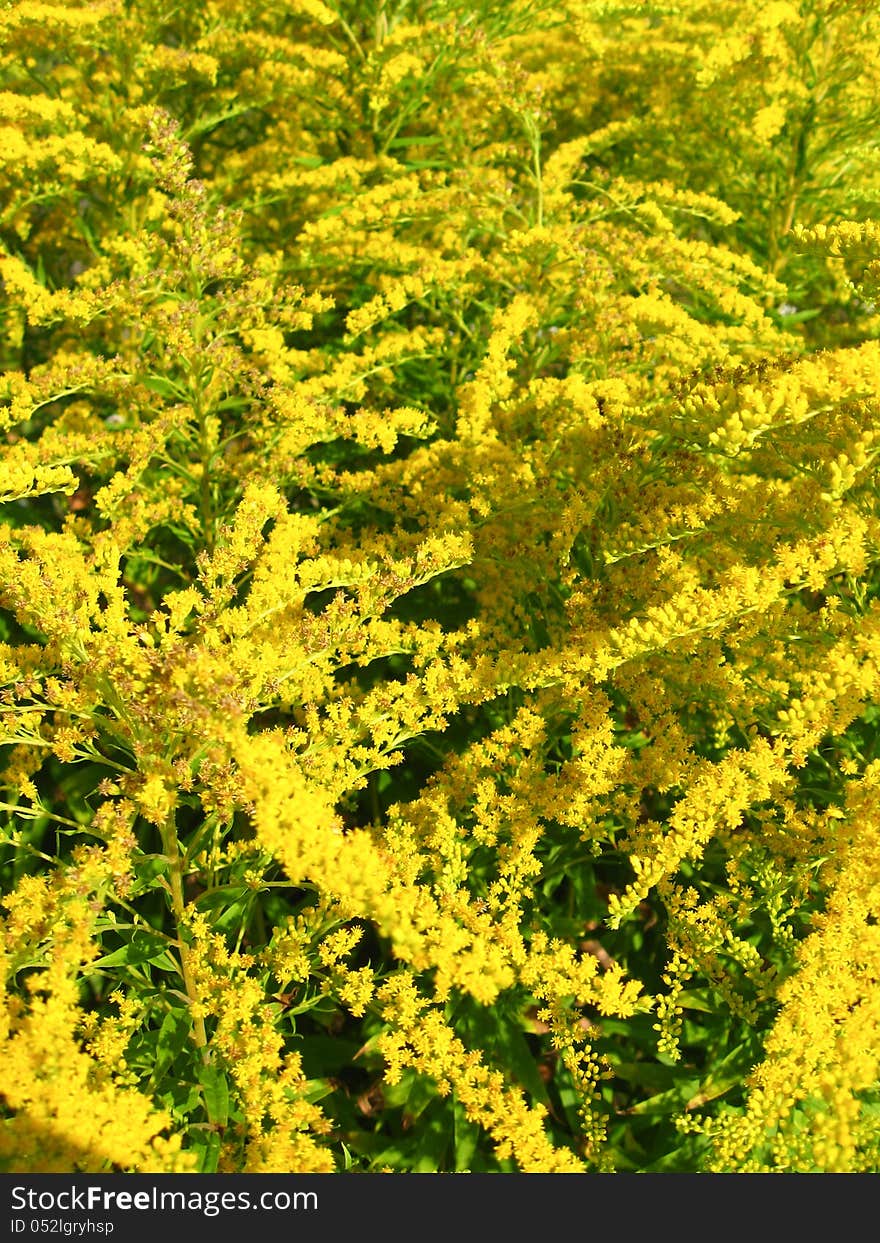 The image of some beautiful yellow flowers