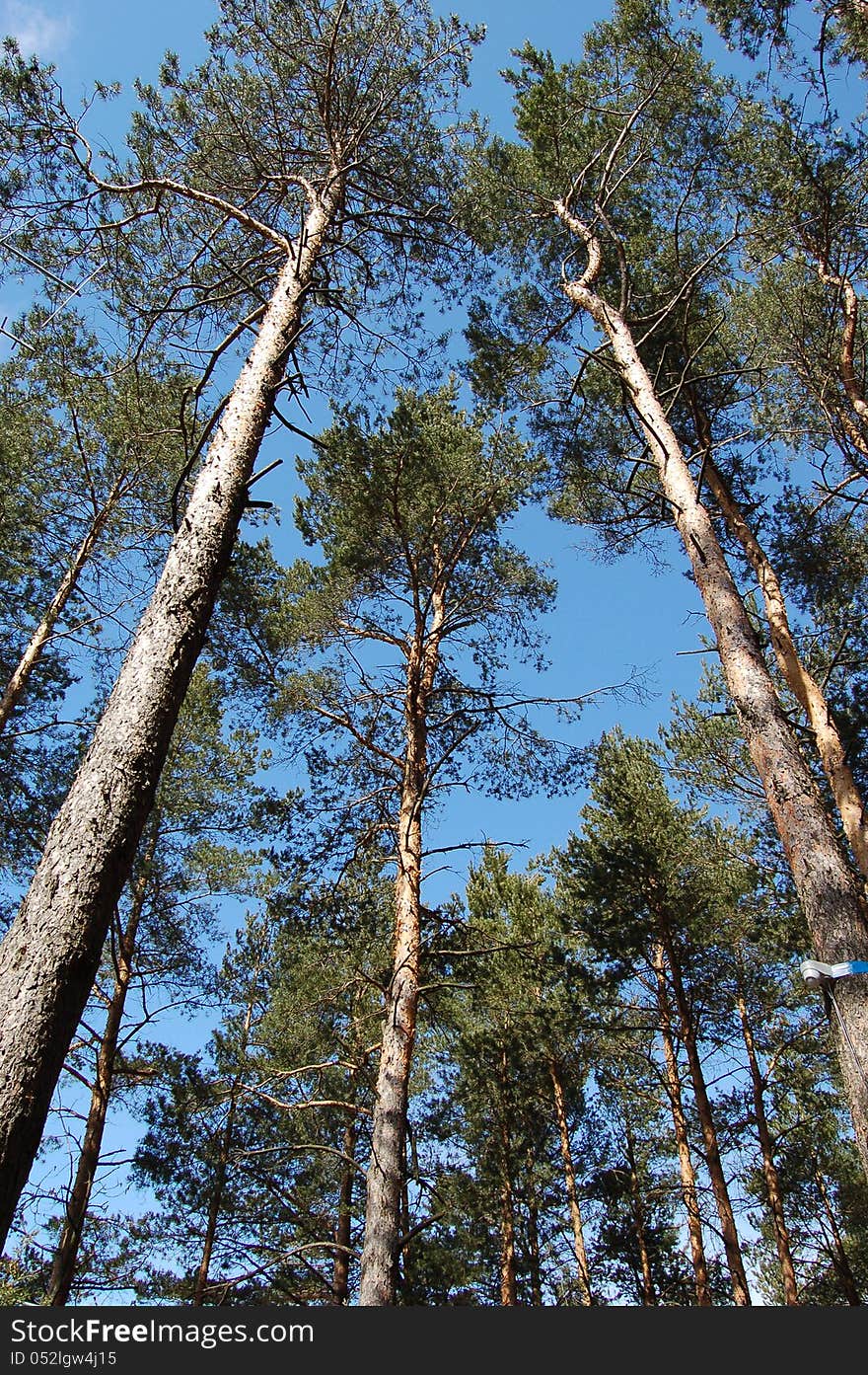 Pines in a blue sky from a ground