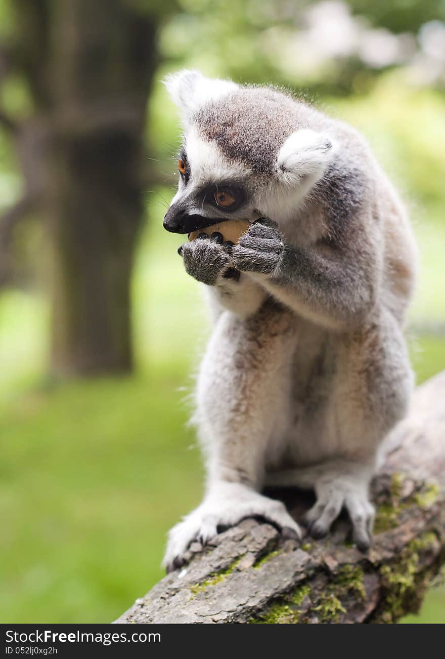 Lemur