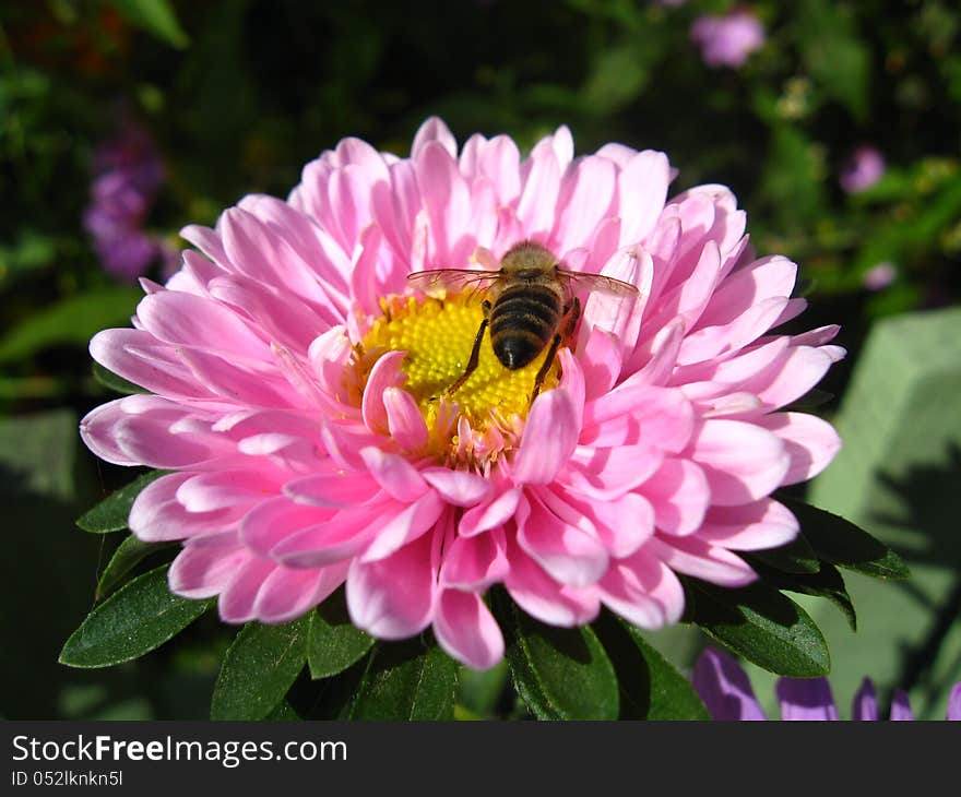 The image of little bee on the pink beautiful aster. The image of little bee on the pink beautiful aster