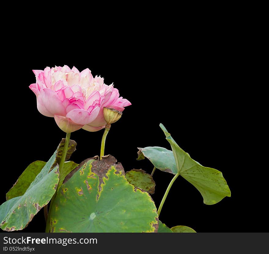 Isolates of pink sacred lotus with dry leaves on a black background. Isolates of pink sacred lotus with dry leaves on a black background.