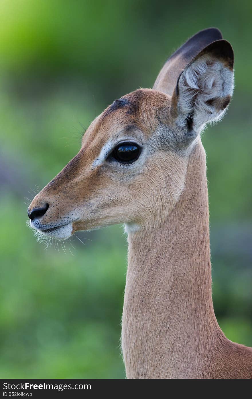 A high resolution image of a Puku in wild Africa. A high resolution image of a Puku in wild Africa