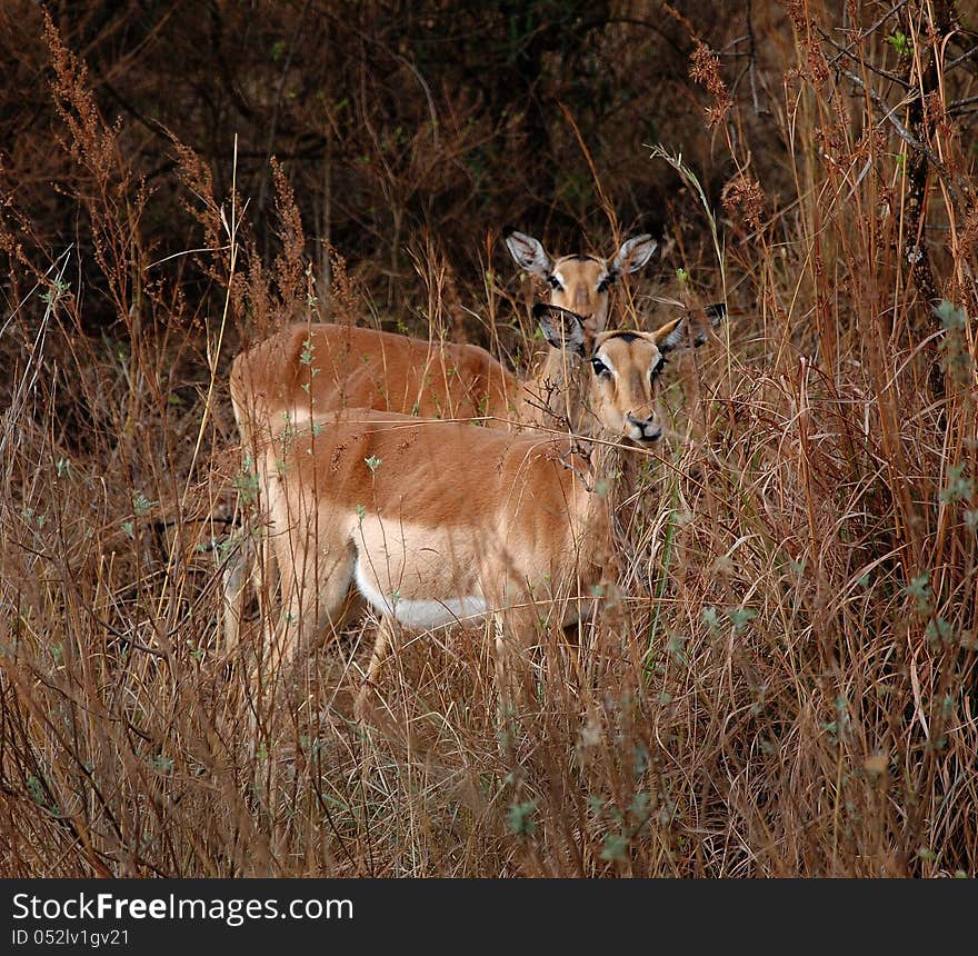 Antelopes