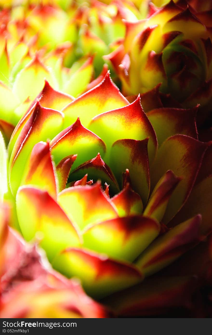 Close-up of Sempervium a common house plant. Close-up of Sempervium a common house plant