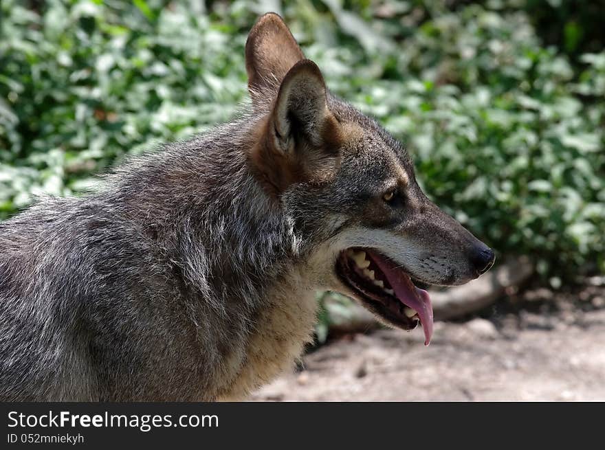 Majestic Carpathian wolf portrait