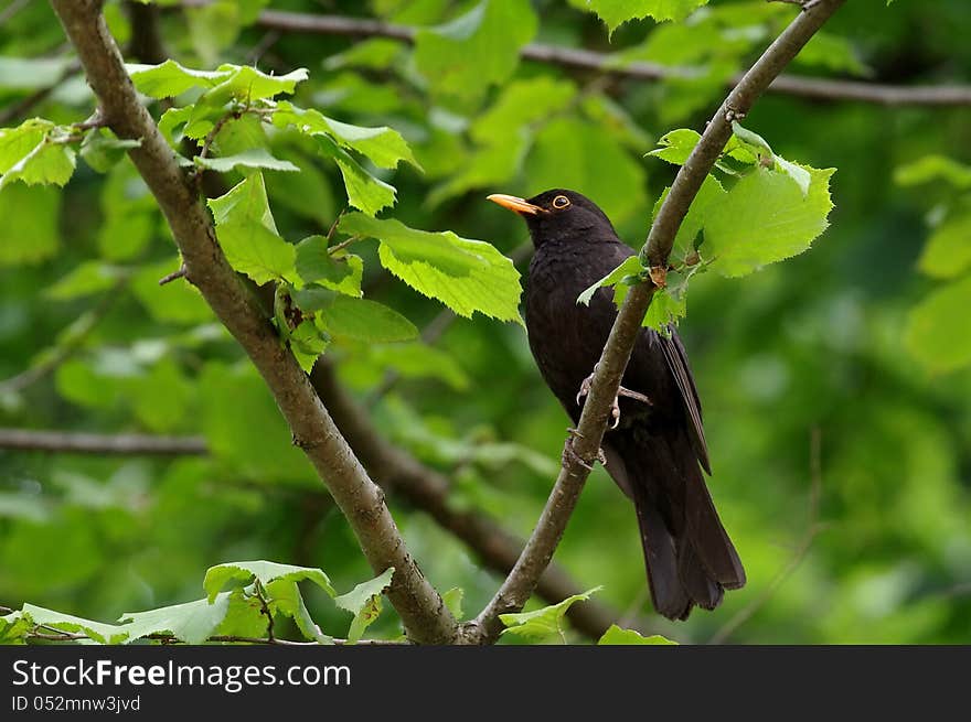 European Blackbird