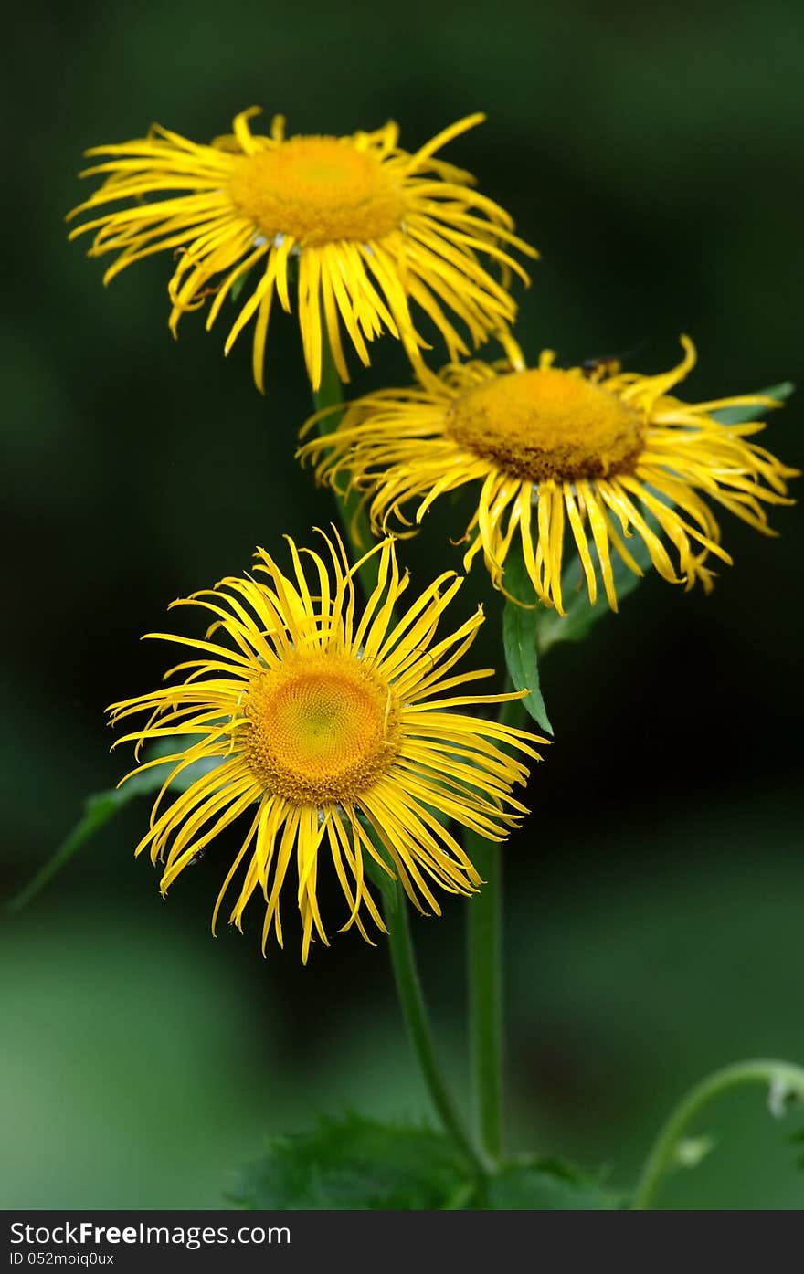 Wild yellow flower in the Carpathians forest. Wild yellow flower in the Carpathians forest