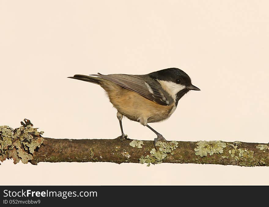 Portrait of a Coal Tit (periparus ater)