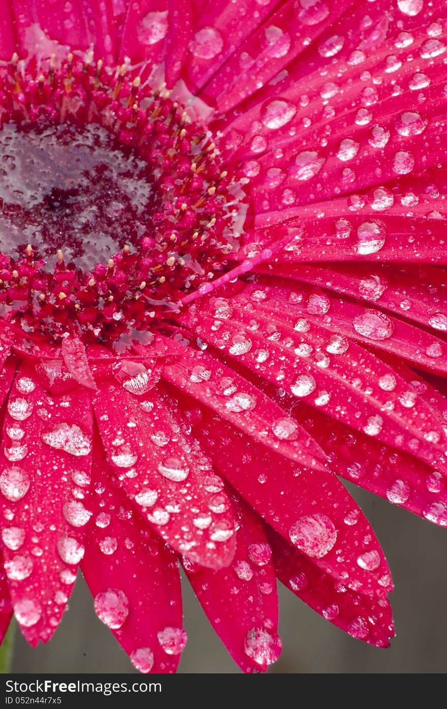 Closeup of a red Gerbera Daisy in dew. Closeup of a red Gerbera Daisy in dew.