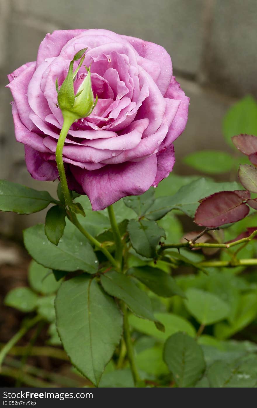 Purple Rose And Bud In Dew.