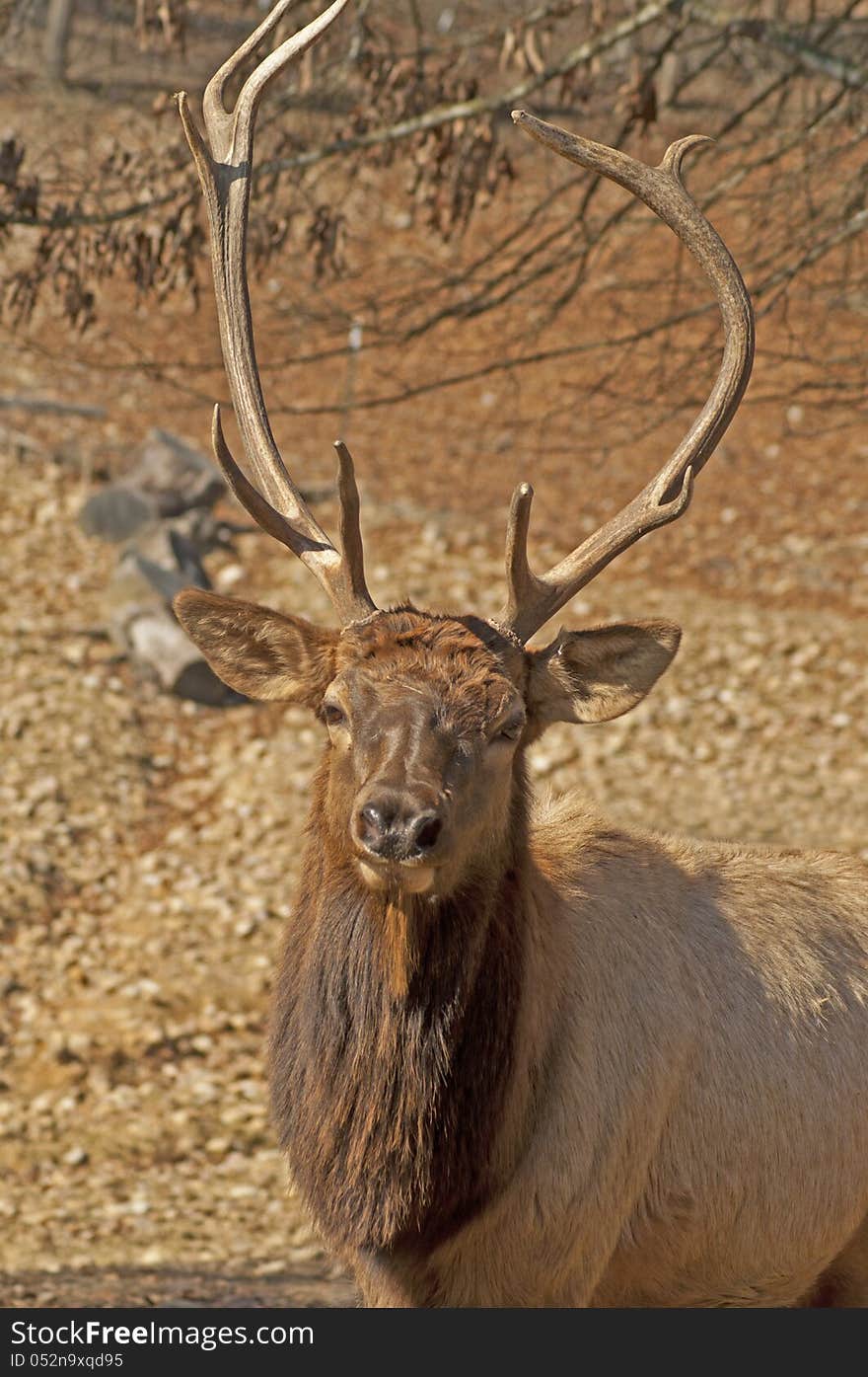 An elk closeup as he poses for the camera. An elk closeup as he poses for the camera.