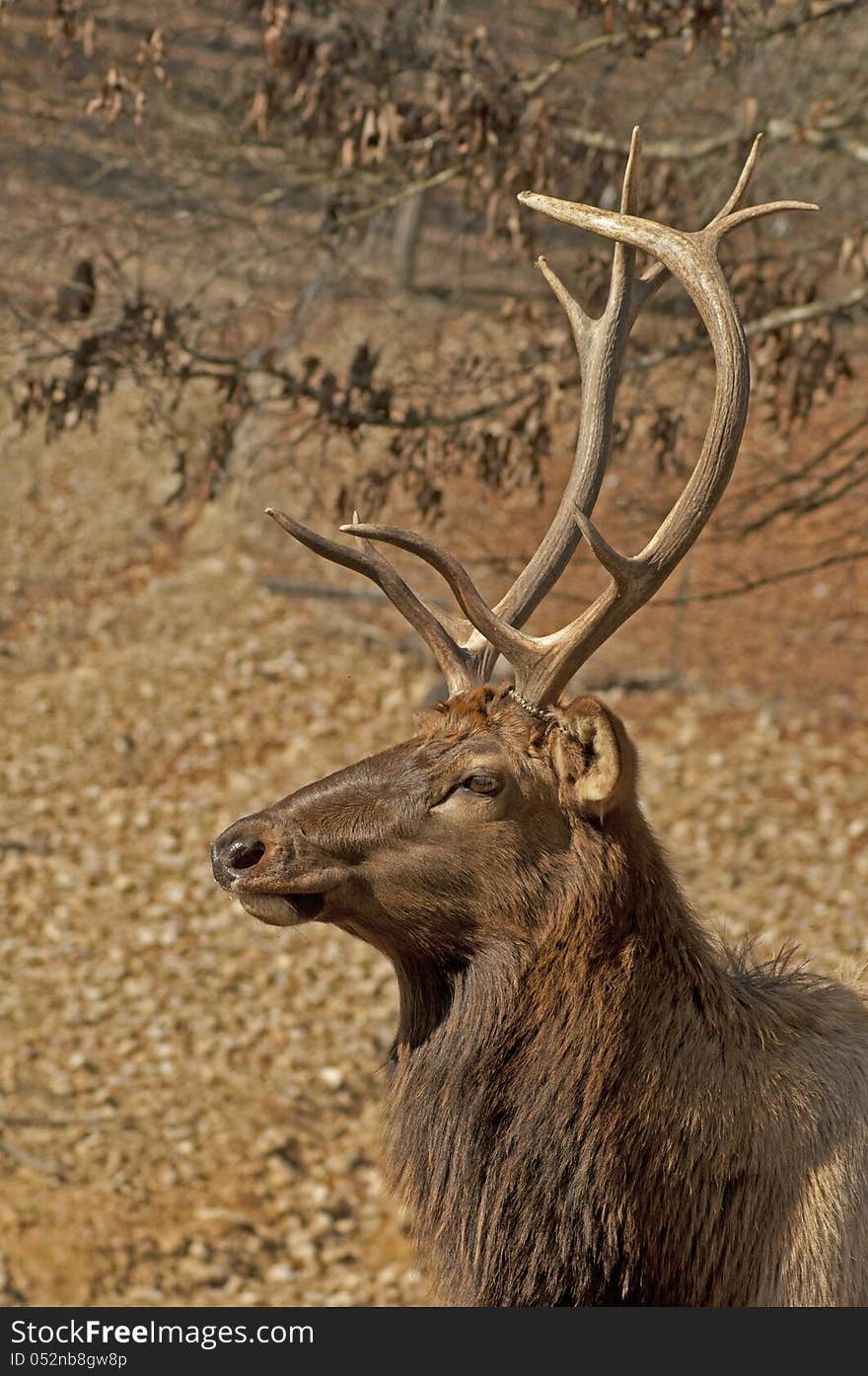 Elk head sporting large antlers.