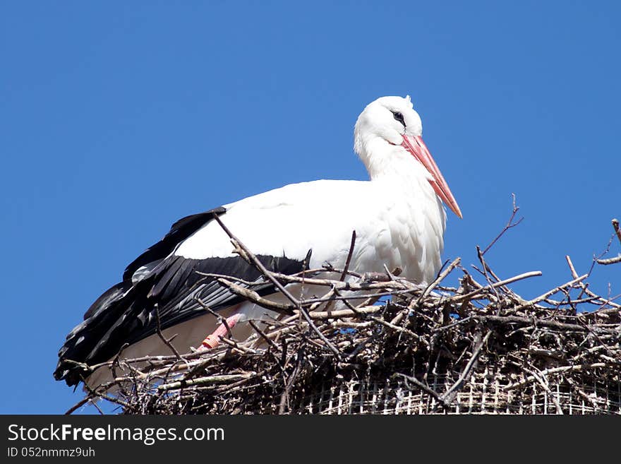 Breeding stork in his nest - outdoor shot. Breeding stork in his nest - outdoor shot