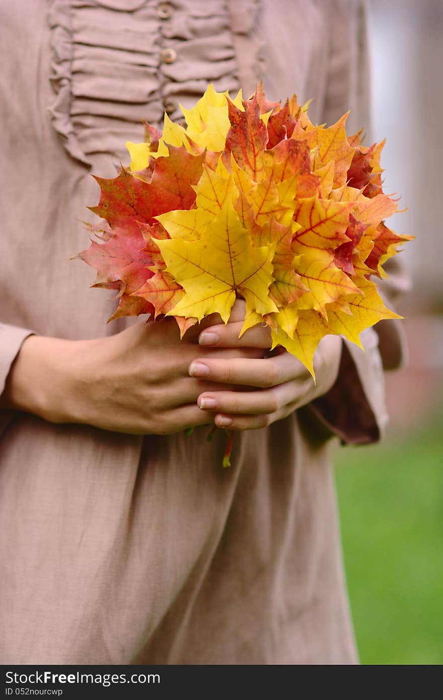 Hands holding yellow and red maple leaves. Hands holding yellow and red maple leaves