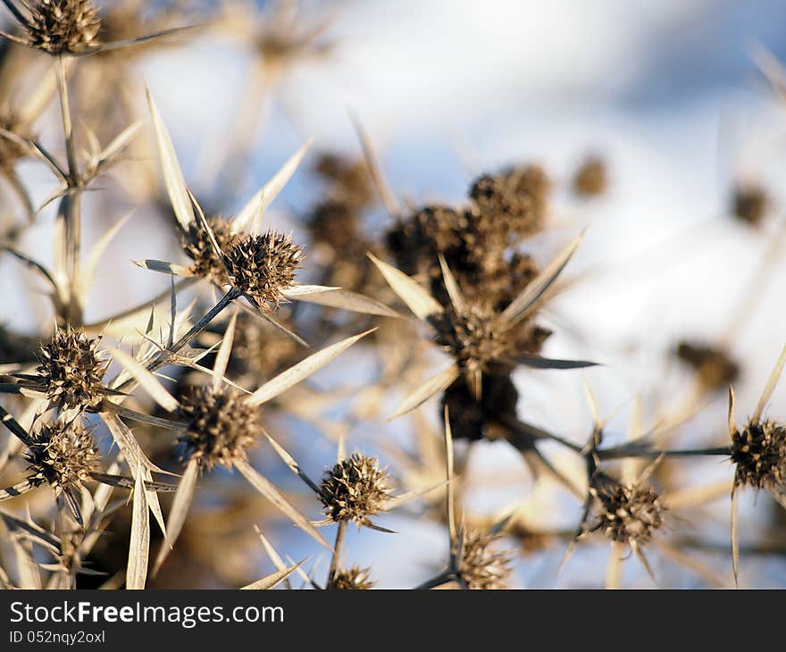 A dry flower of a common thistle in Central and Eastern Europe. A dry flower of a common thistle in Central and Eastern Europe