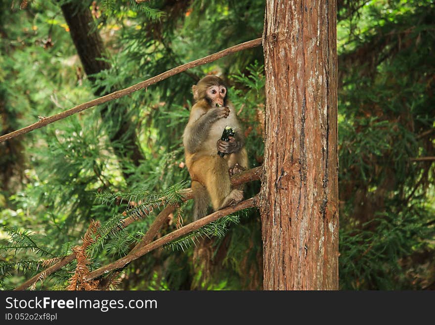 Zhangjiajie, China-monkeys