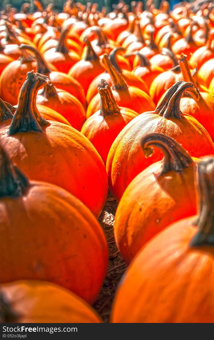 Pumpkins in pumpkin patch waiting to be sold. Pumpkins in pumpkin patch waiting to be sold