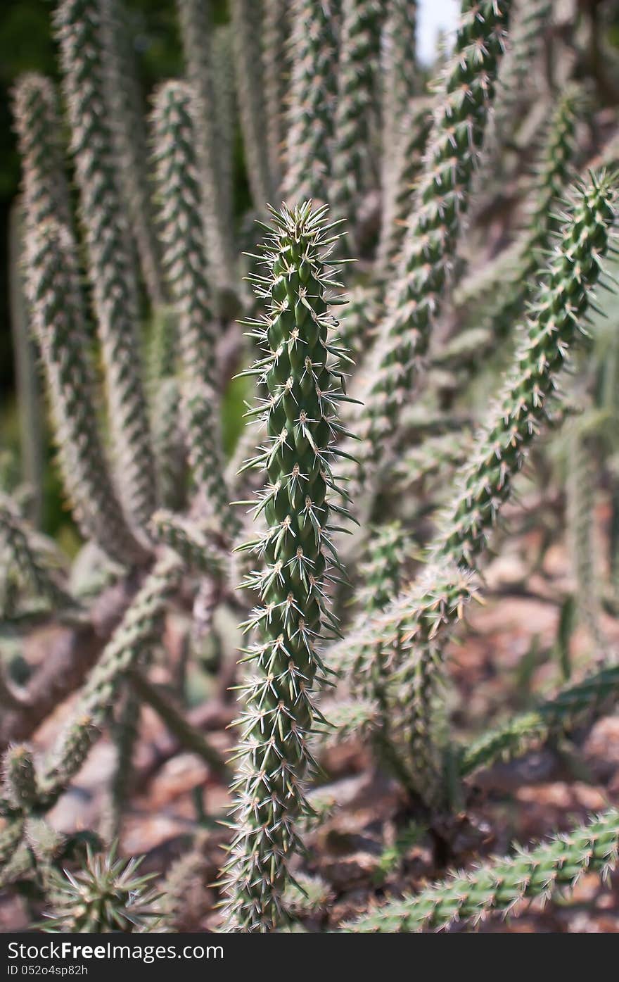 Close up of long cactus with long thorns