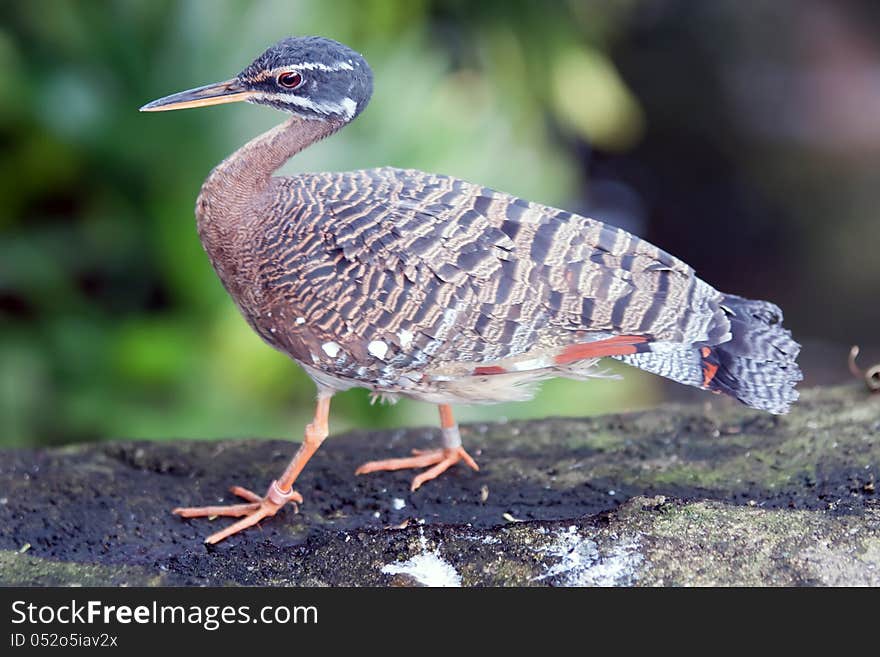 Tropical pigeon bird walking on ledge