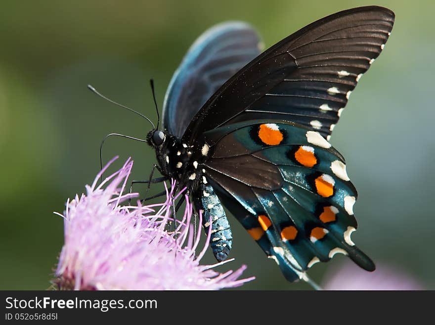 Butterfly gathering pollen on flower