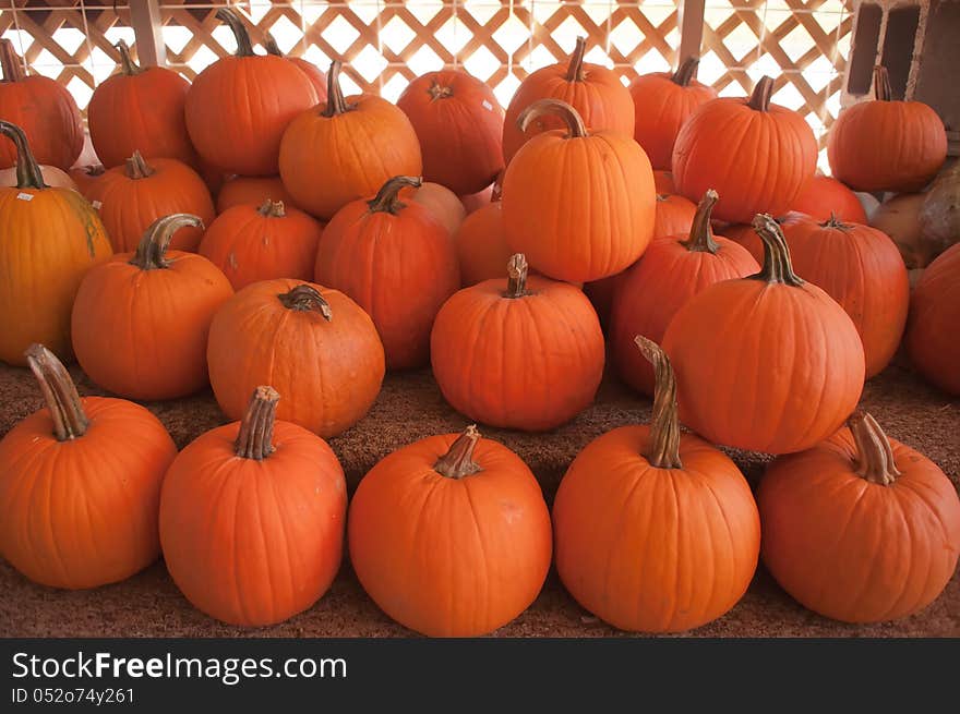 Pumpkins in pumpkin patch waiting to be sold. Pumpkins in pumpkin patch waiting to be sold