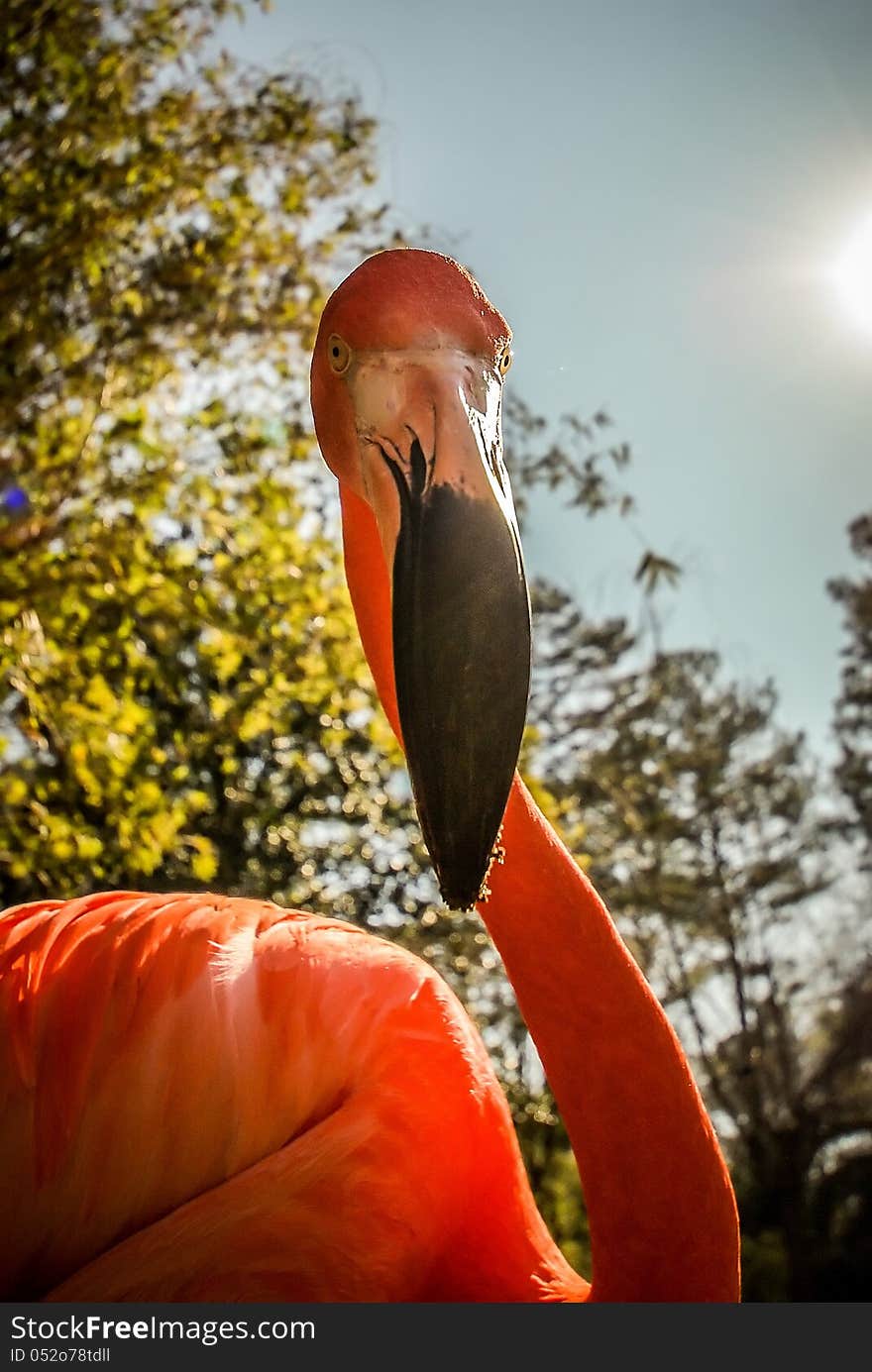 Pink flamingo funny portrait at the zoo