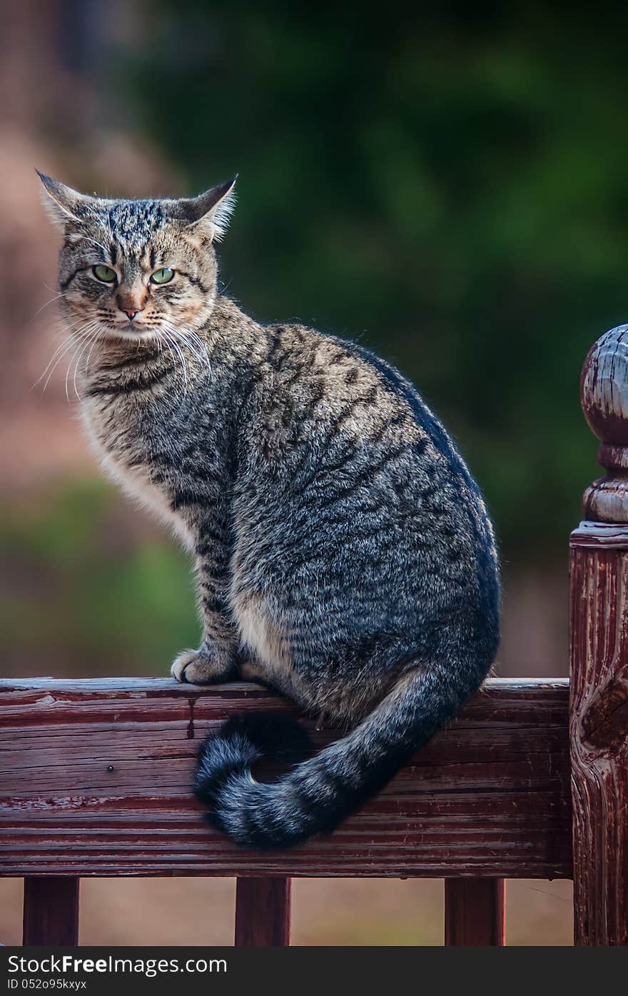 The gray cat on a fence, cat is staring at photographer.