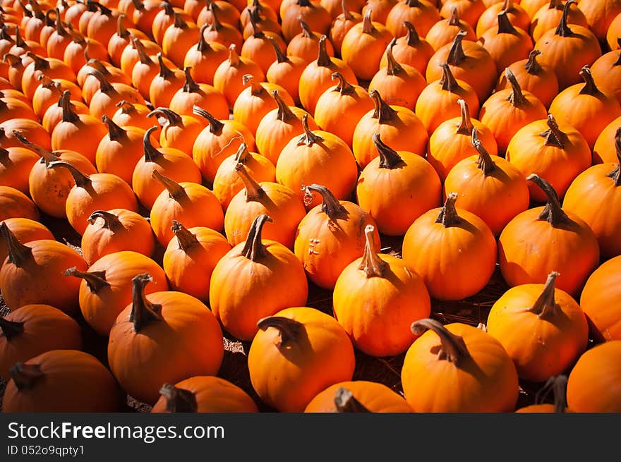 Pumpkins in pumpkin patch waiting to be sold. Pumpkins in pumpkin patch waiting to be sold