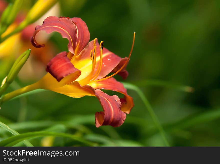 Blooming orange lily closeup in the summer