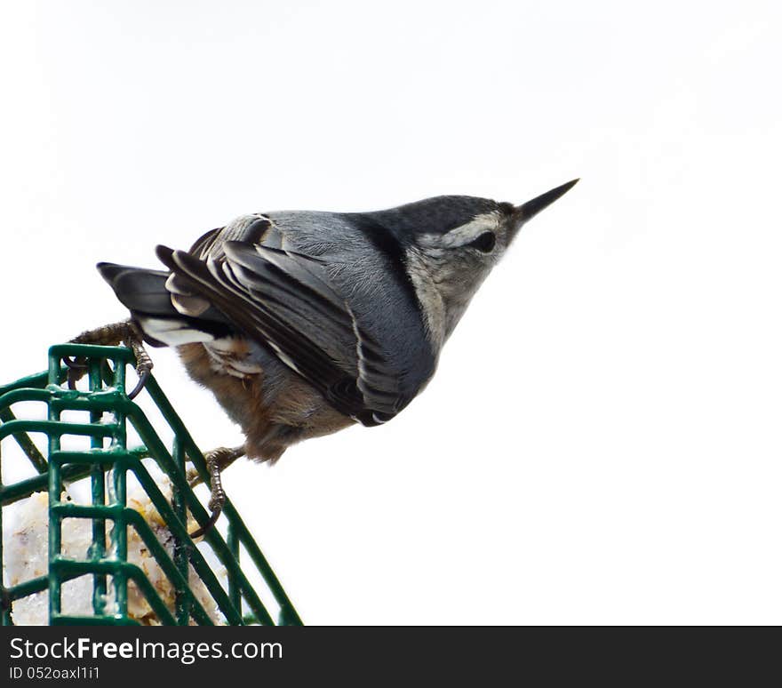 White-Breasted Nuthatch pausing on a suet feeder. White-Breasted Nuthatch pausing on a suet feeder.