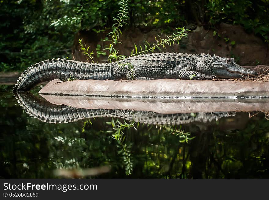 Crocodile reflection is between land and water