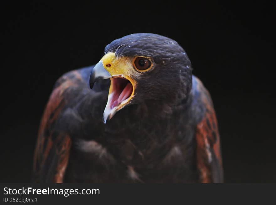 Hawk portrait