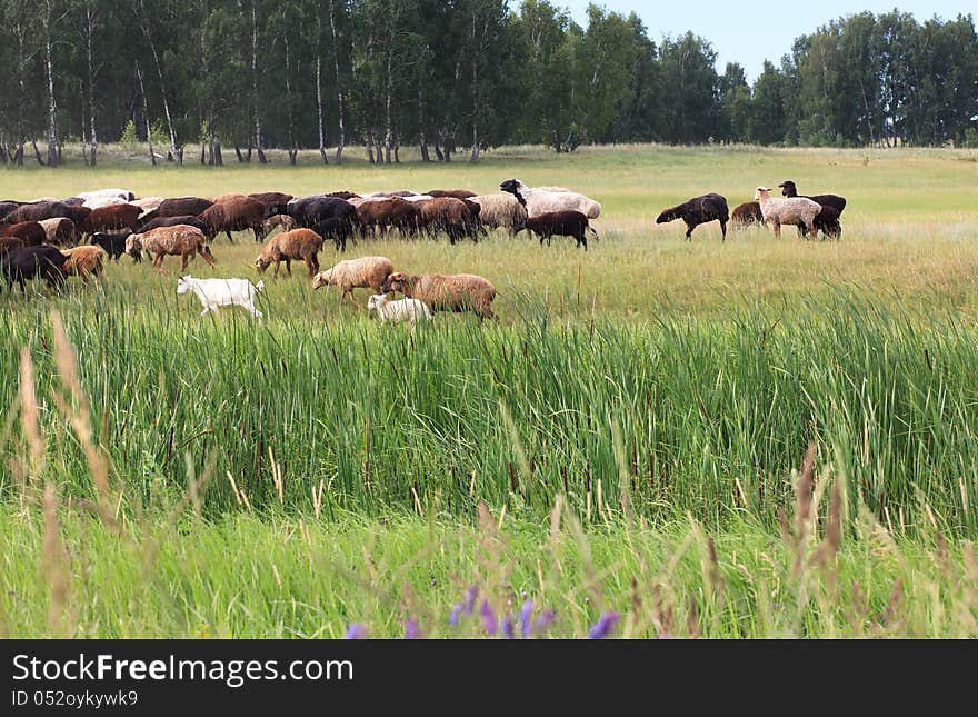 Sheeps Grazes On A Meadow.