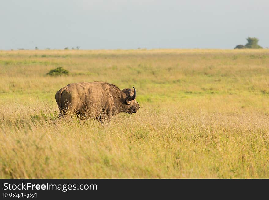 Buffalo In The Wild