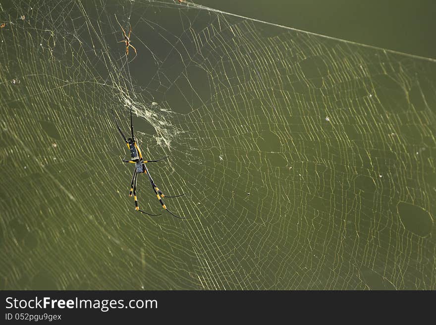 Golden Orb-web spider (nephila spp) on its web. Showing the smaller male and the much larger female, Kruger Park, South Africa. Golden Orb-web spider (nephila spp) on its web. Showing the smaller male and the much larger female, Kruger Park, South Africa