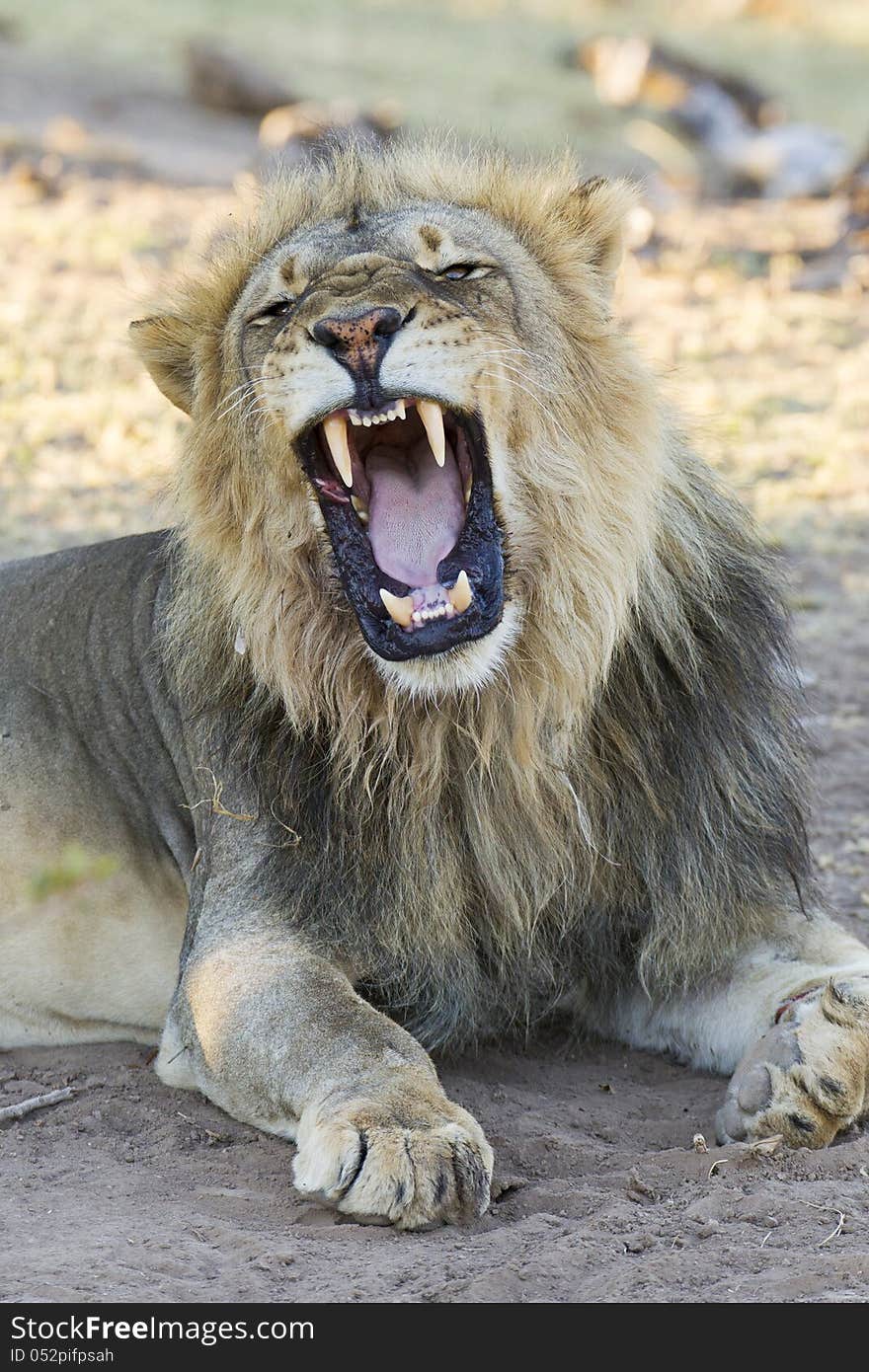 Male African Lion (Panthera leo) yawning, Botswana. Showing large teeth. Male African Lion (Panthera leo) yawning, Botswana. Showing large teeth