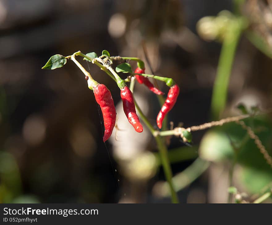 Chilli Plants