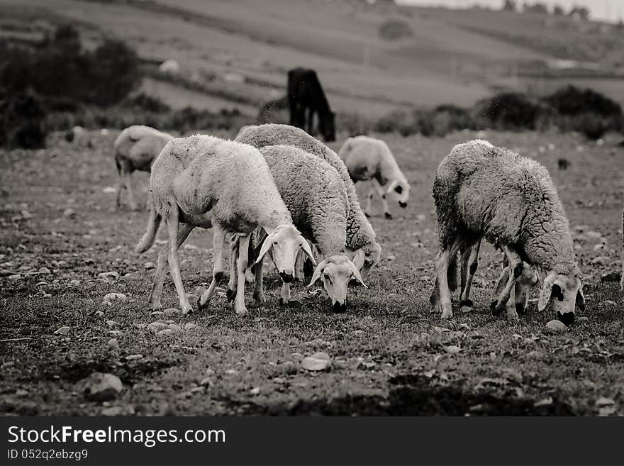 A flock of sheep grazing