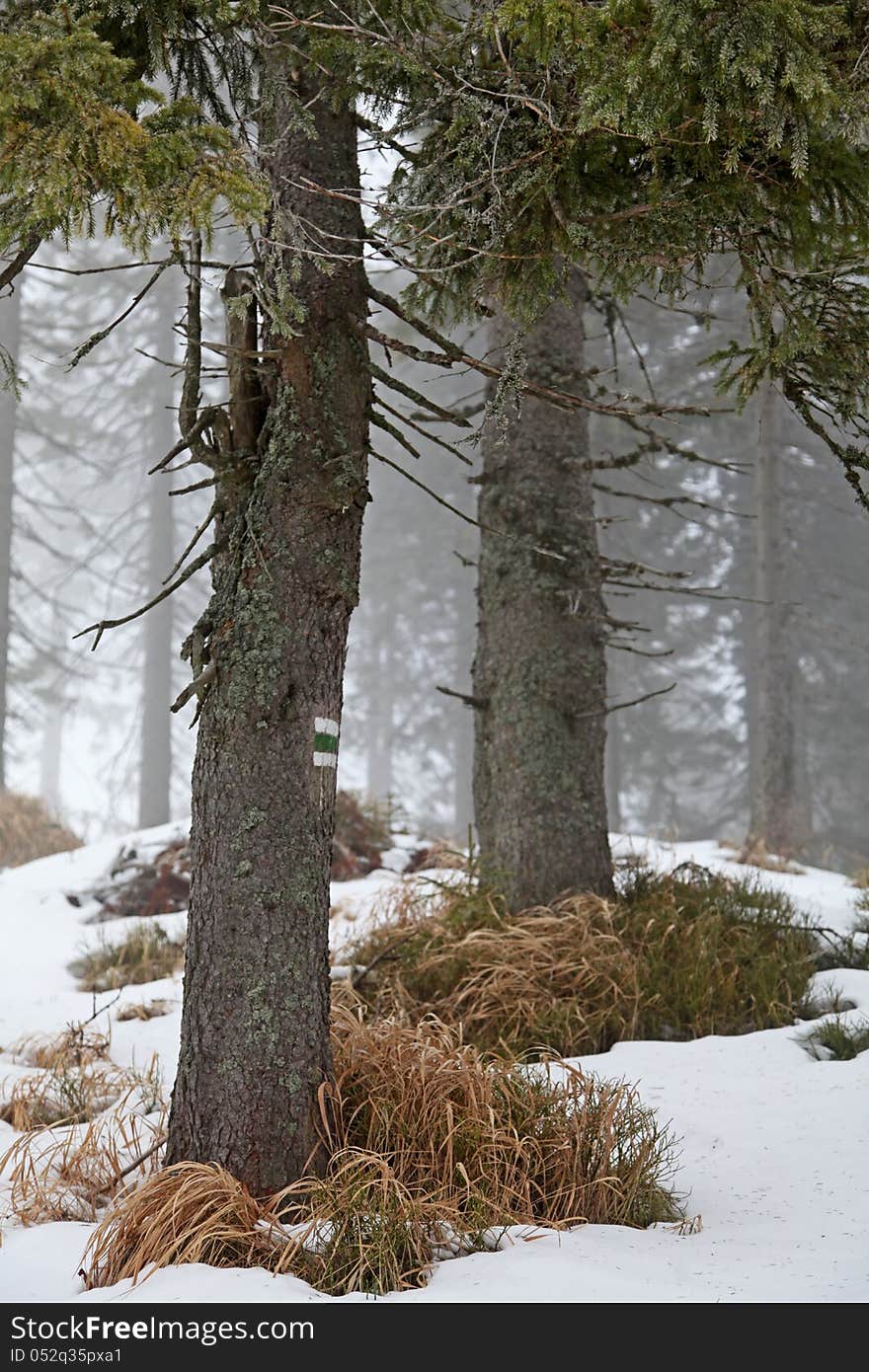 Winter forest in Smrekovica, Slovakia