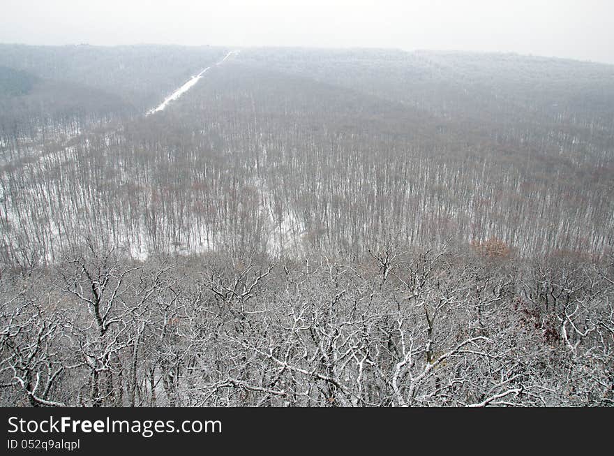 Forest at winter in Hungary.